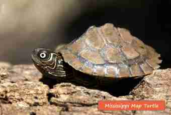 How to learn how many years to an overland turtle